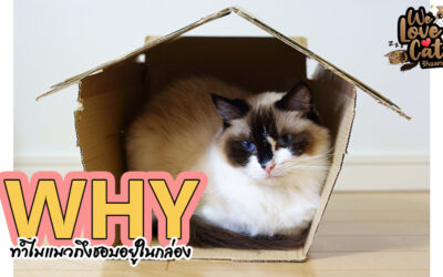 WHY? | ทำไมแมวถึงชอบอยู่ในกล่อง